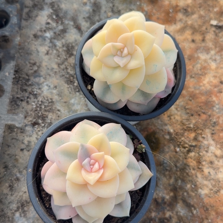 粉紫乐锦 两个一组开播福利