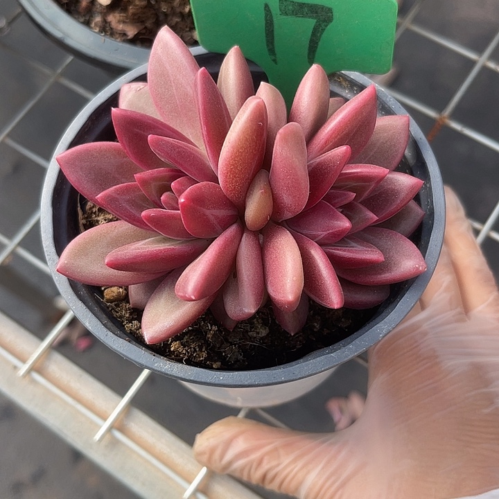 两单包邮，一物一拍17迷雾泡泡