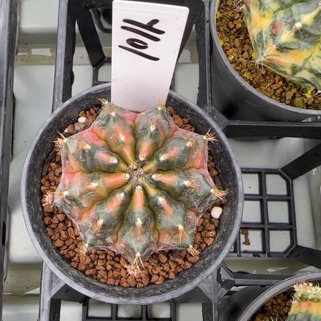 101-0213nick脱土发多肉