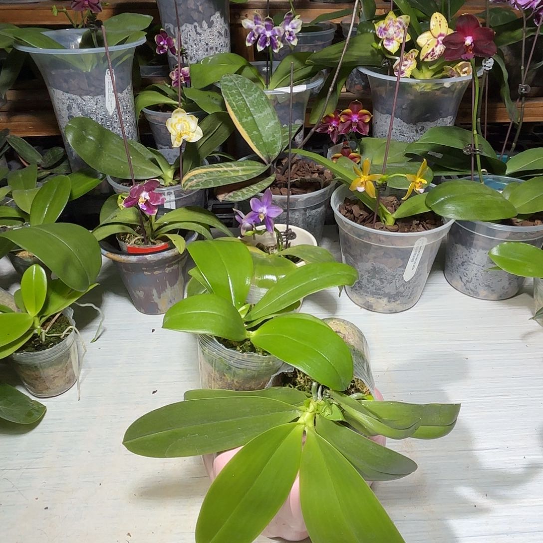 刘***哥当前无花栽培后可以开花2颗弥陀蓝鲸交龚氏彩虹