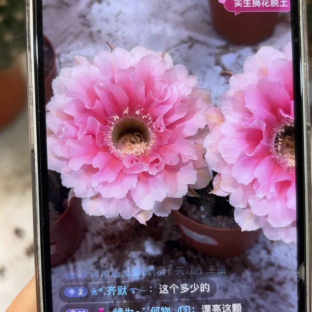 彩草珊瑚5公分左右