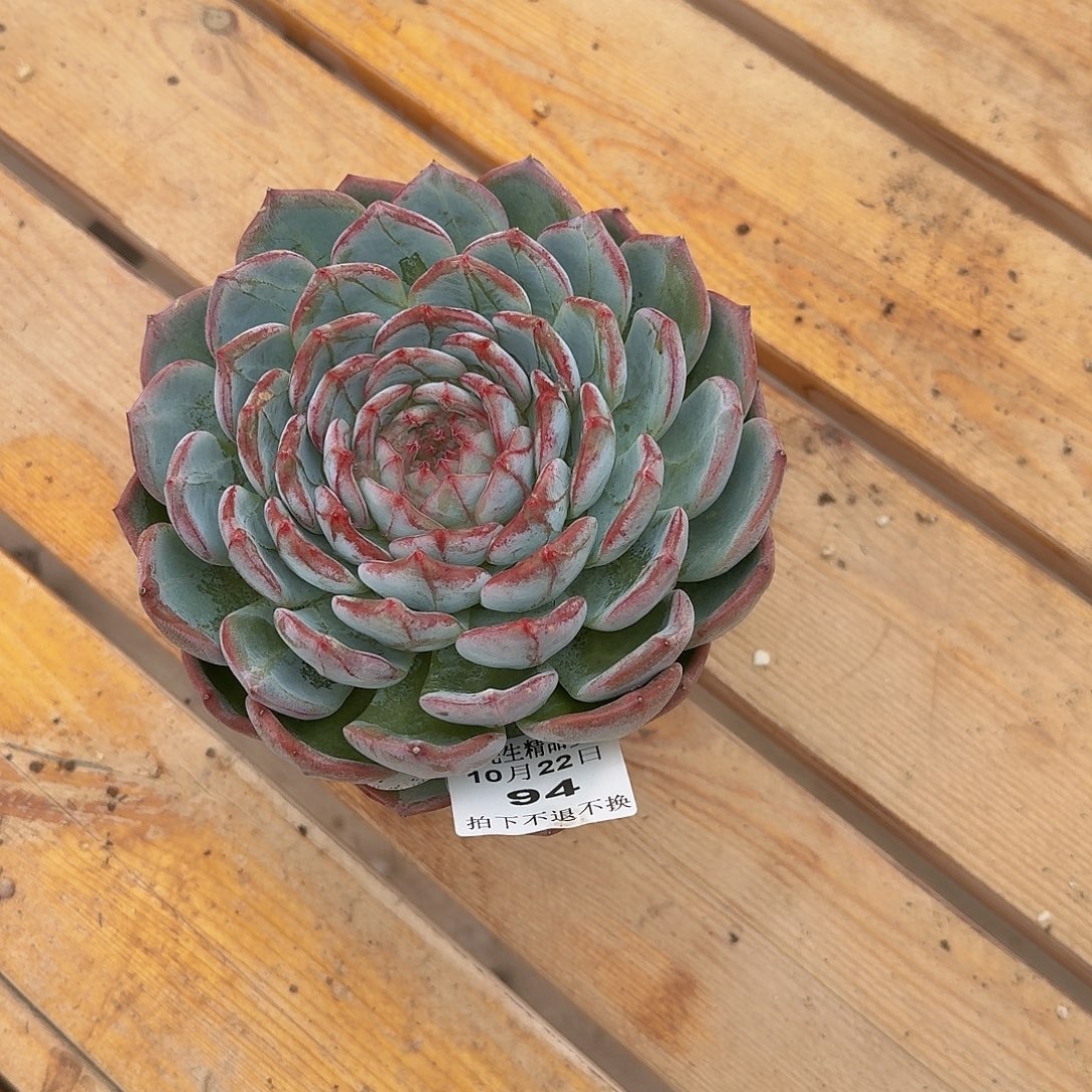 S***h1022-94长相思单头