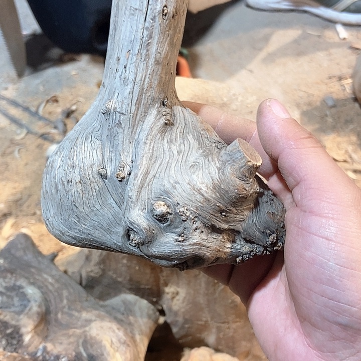 柏木用****9太行山区柏木木木