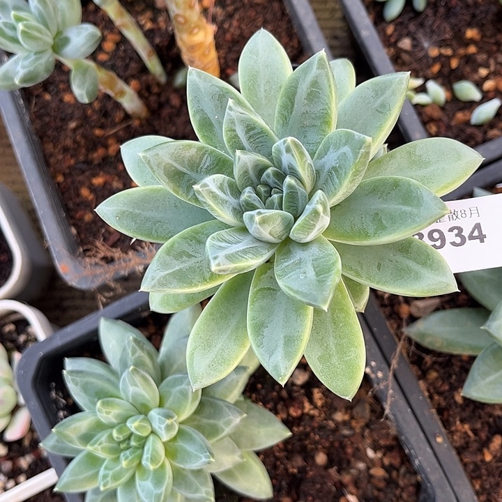 阿雅园艺。     8924