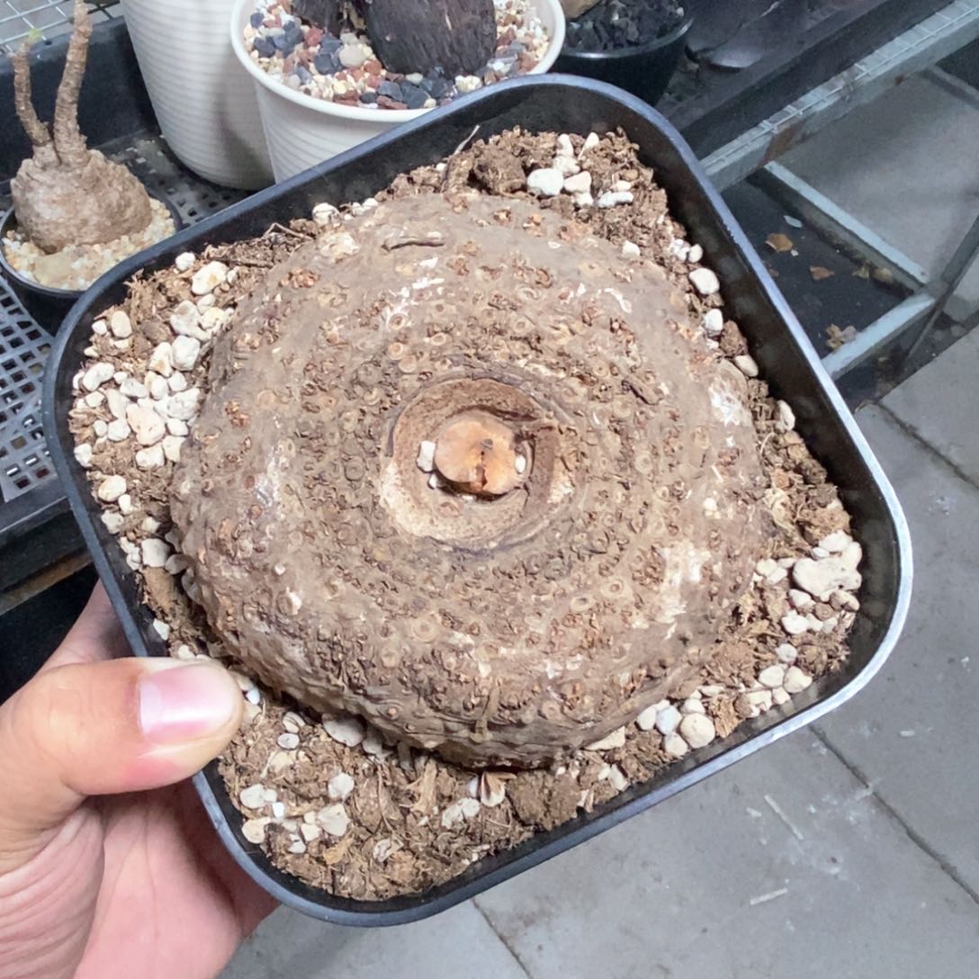 泰坦魔芋多肉植物