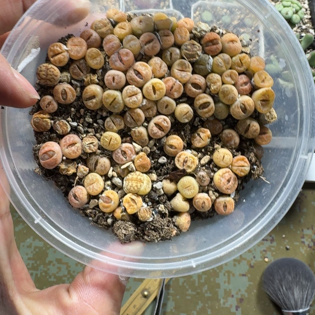 2390。丽红一盒。尺寸不大