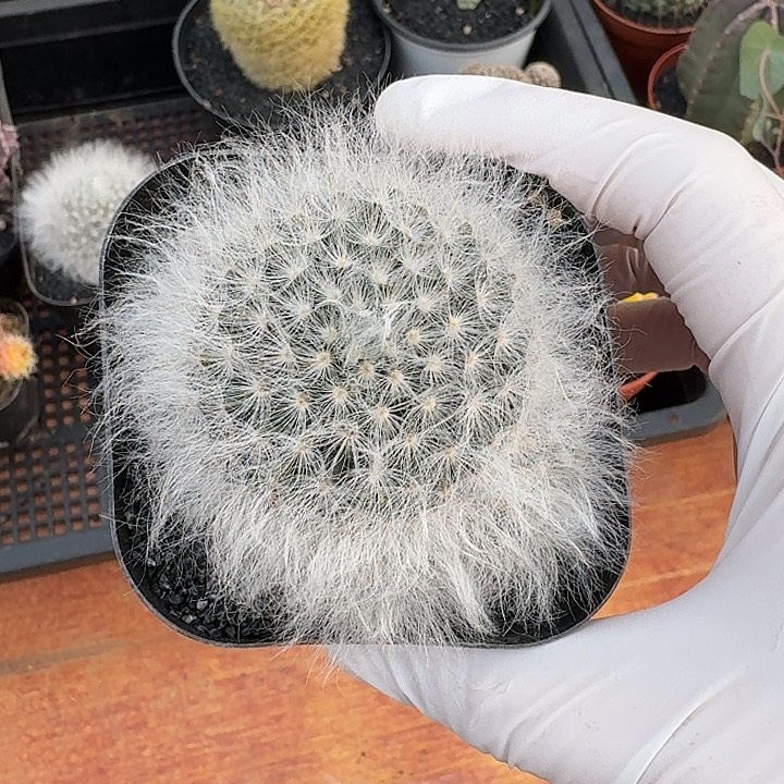 白云高莎仙人球123