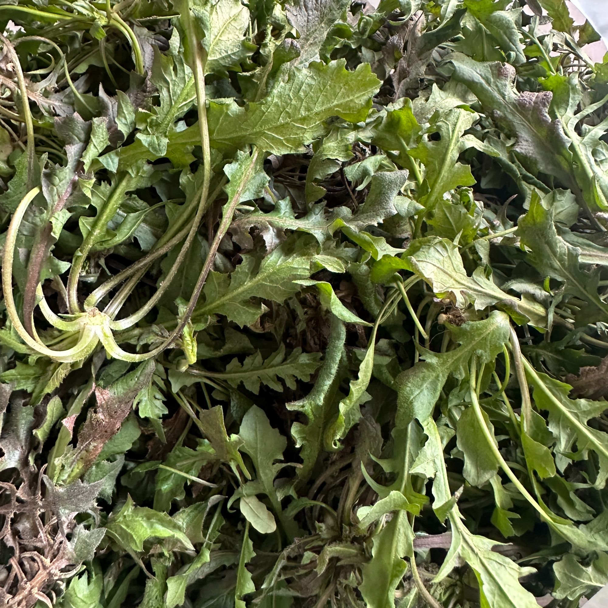 农家自种荠菜新鲜现摘