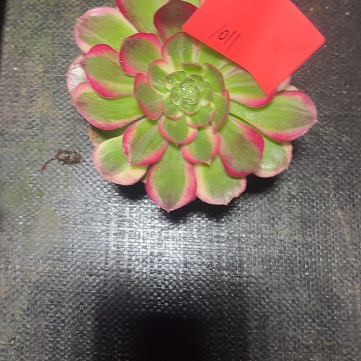 冬***。多肉植物保护专业1011