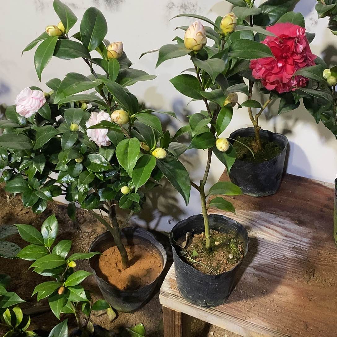 完全开放乔伊茶花