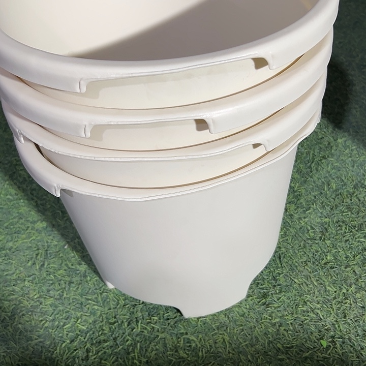 白色大球根坏口两个大点两个小点