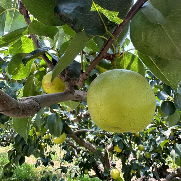 正宗青皮梨翠冠梨脆甜爽口皮薄肉嫩当季新鲜水果