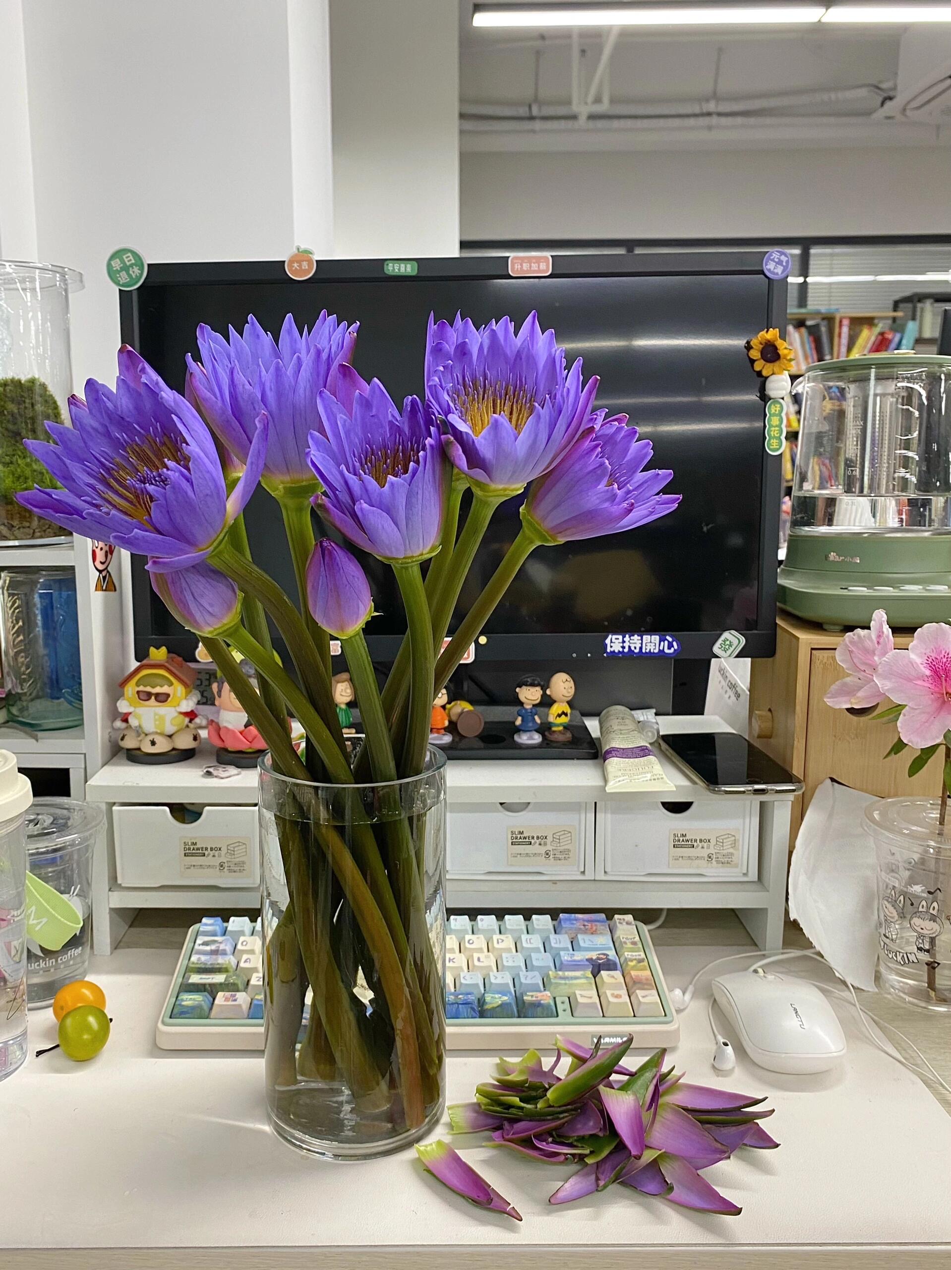 10枝睡莲鲜花广州基地直发绿色植物鲜花清香型好养护室内插花