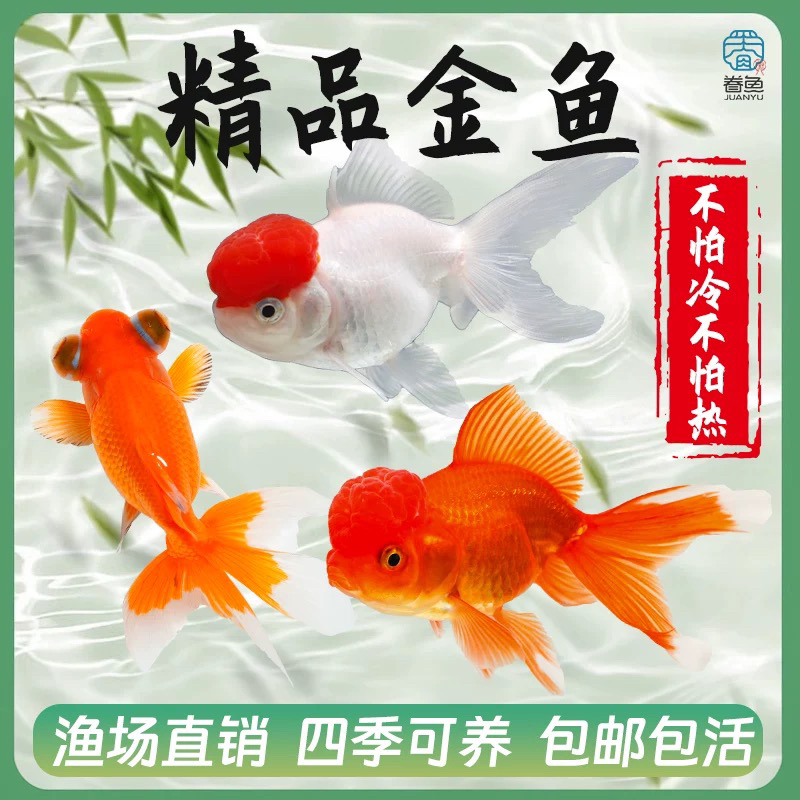 国粹金鱼4-6公分好养耐活11条颜色随机搭配不指定