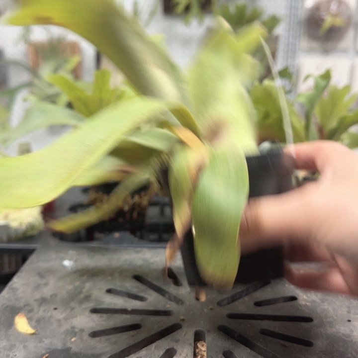 掉标鹿角蕨孢子苗