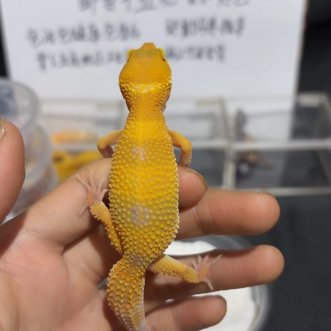 豹纹守宫阳光 母。