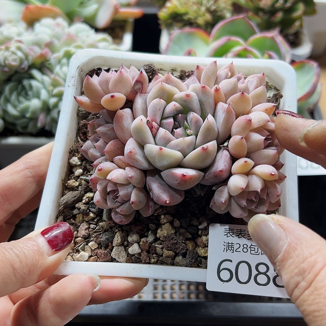 9号我们的确是一个6088