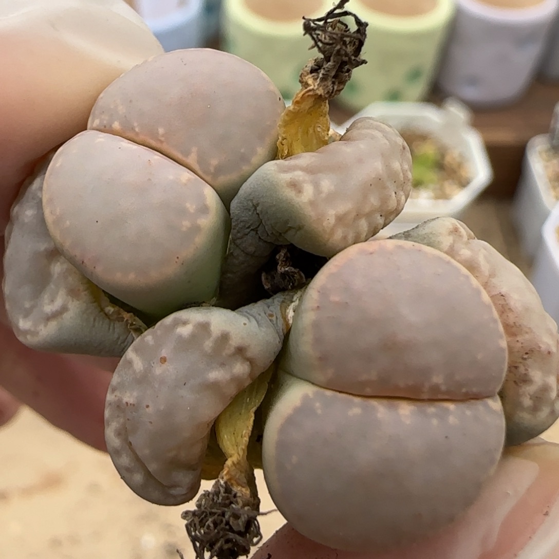 3.28。410小列岛。 5013