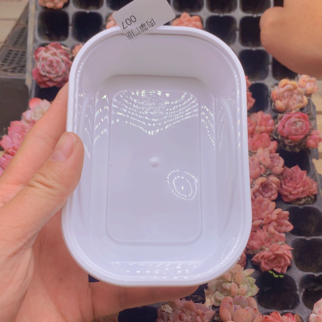 肉***萌105孔杂交珍妮糖心多肉007