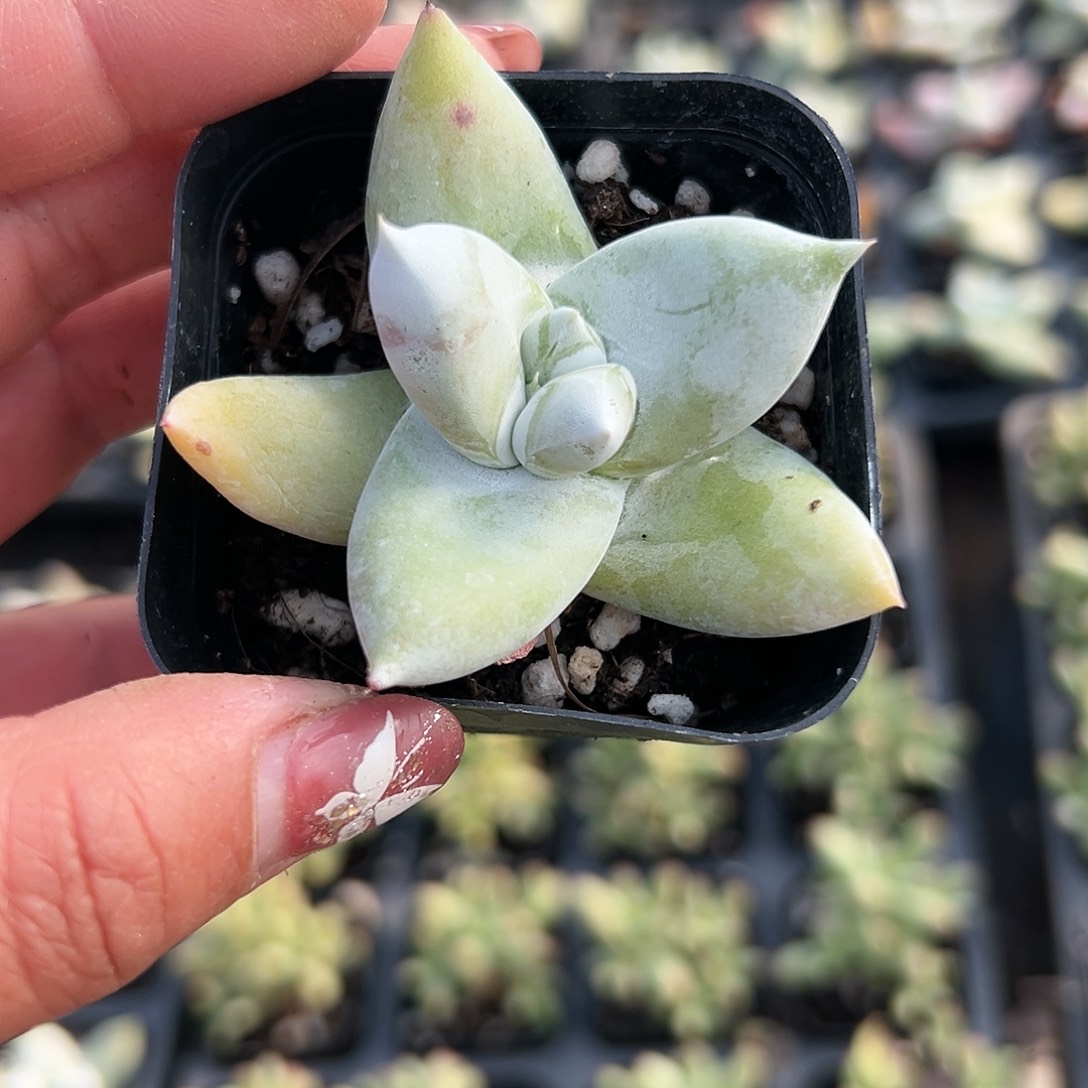 多肉植物拇指仙女杯