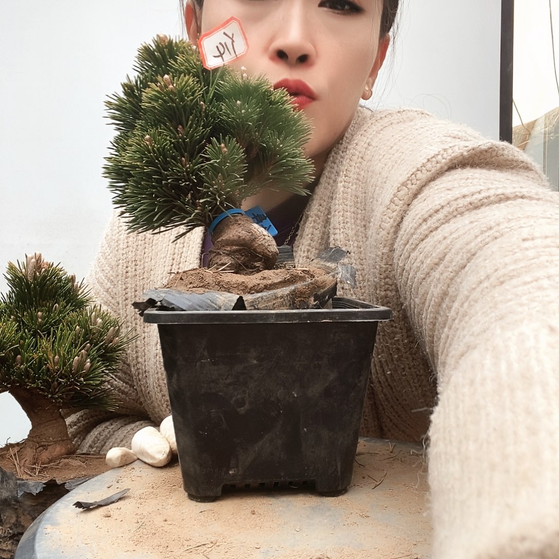 无花朵植物形态多年生草本