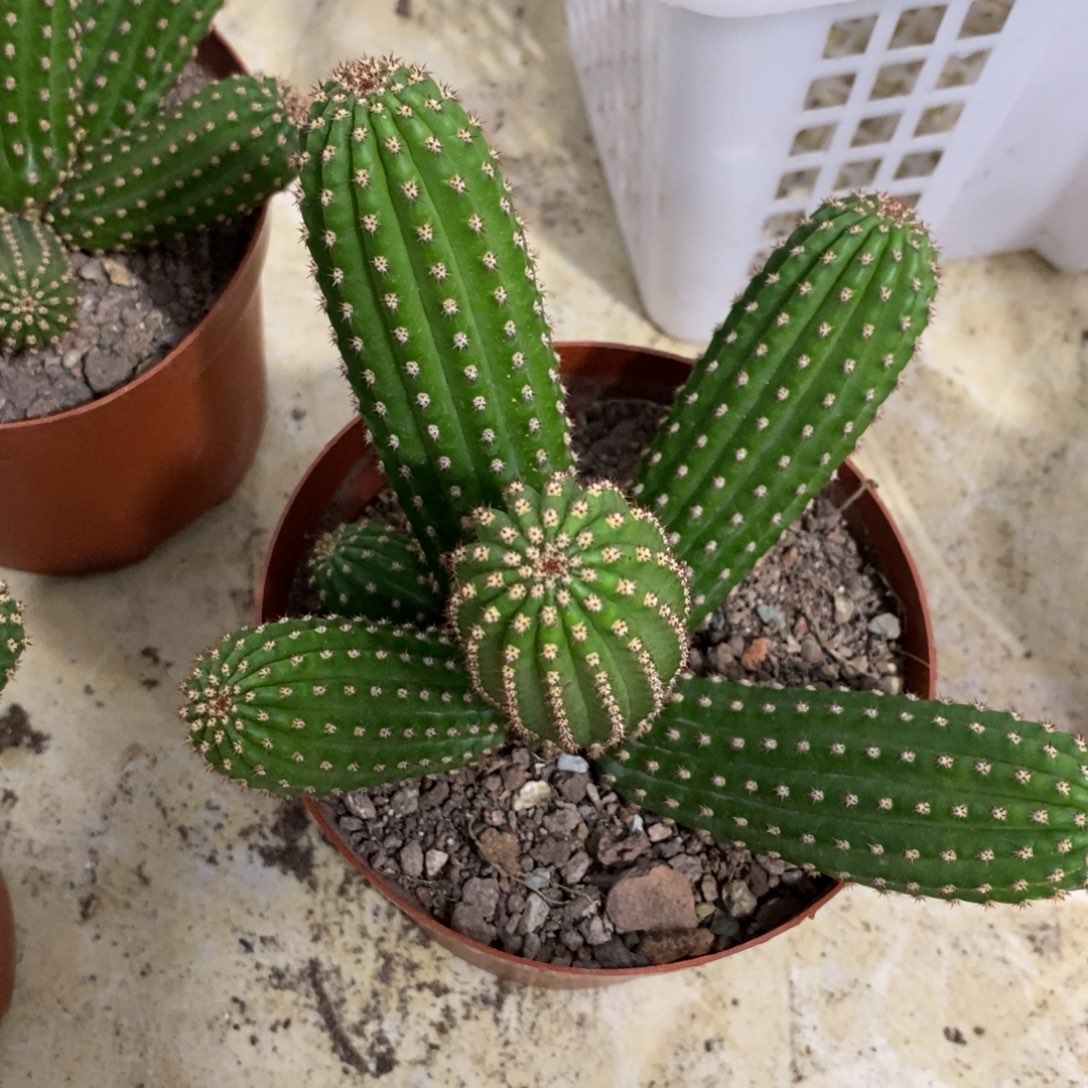 进口金妞金4群生一物一拍5