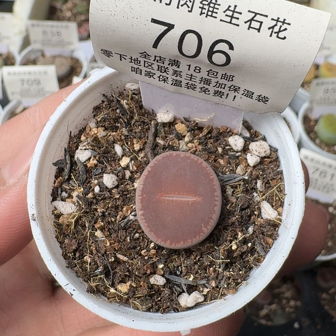 706 盆口5公分满18包邮