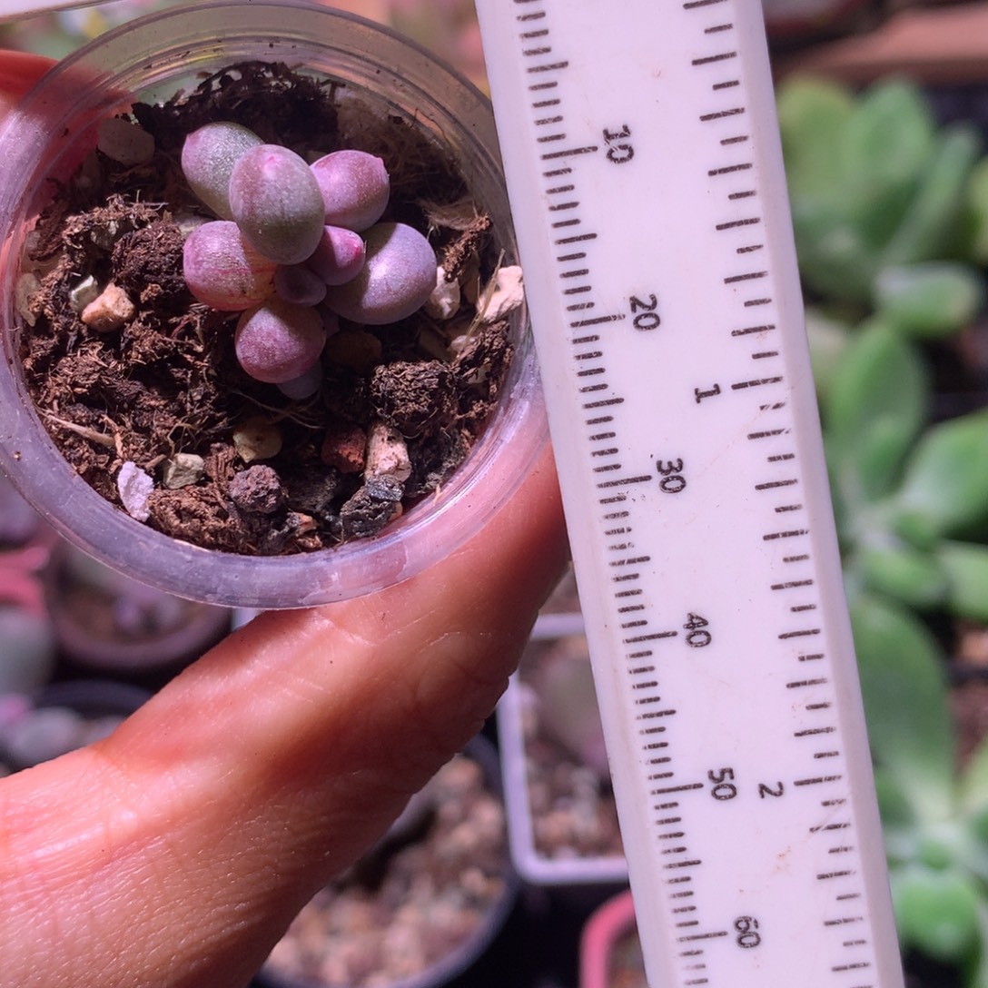 韩国彩虹红拉丝锦精品韩国奶酪多肉