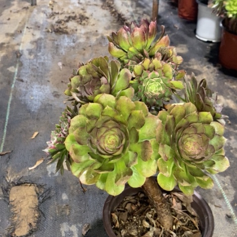 莲花多肉植物049