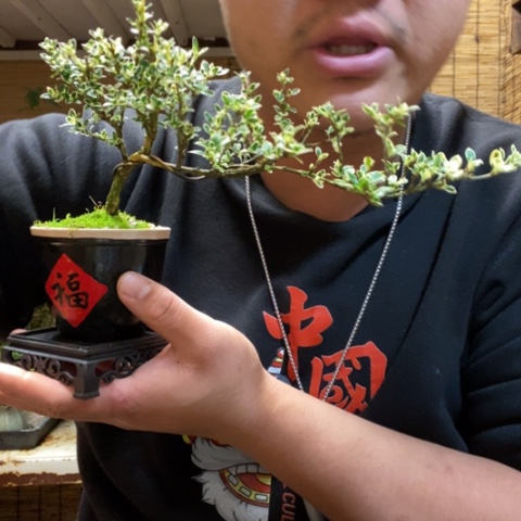 红陶一物一拍所见即所得52