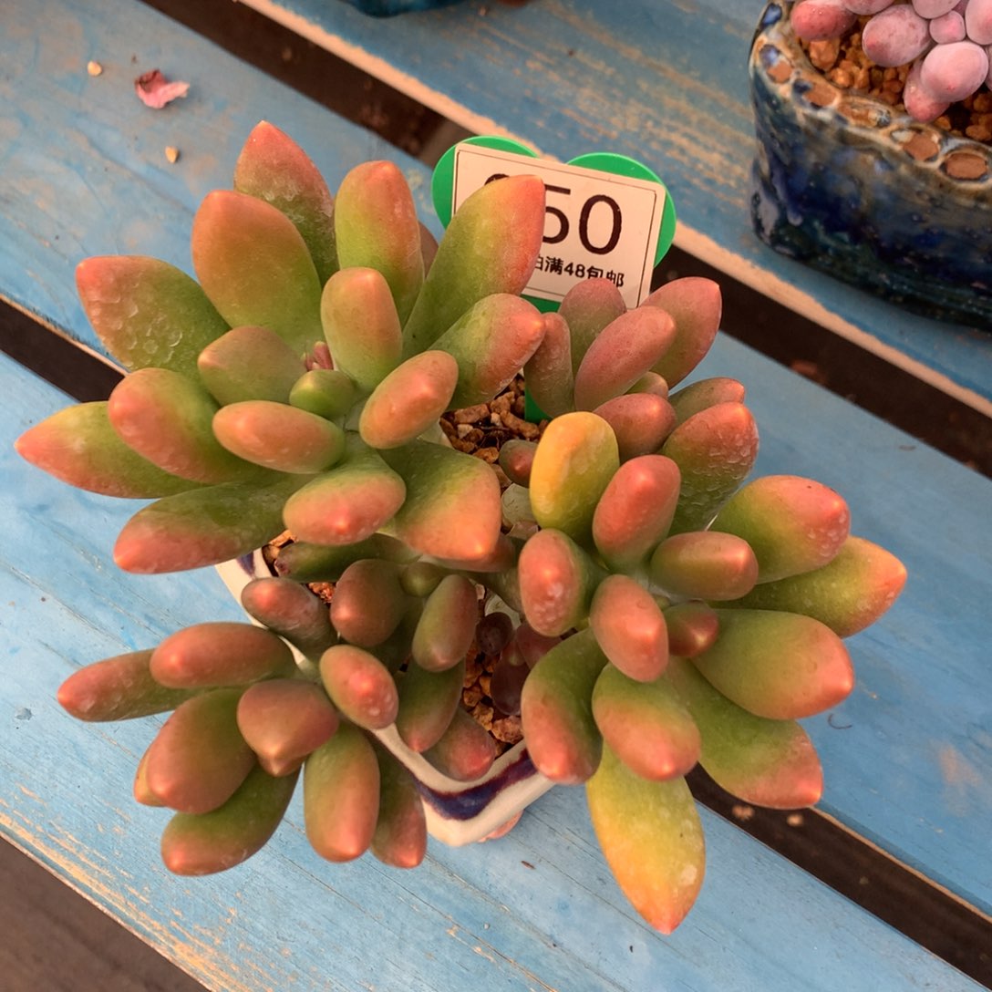 芒果奶无砍一物一拍050