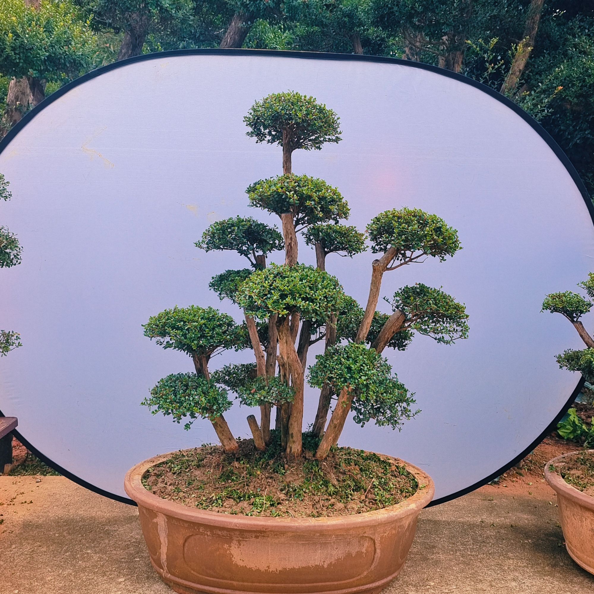 小叶赤楠原生老桩盆景