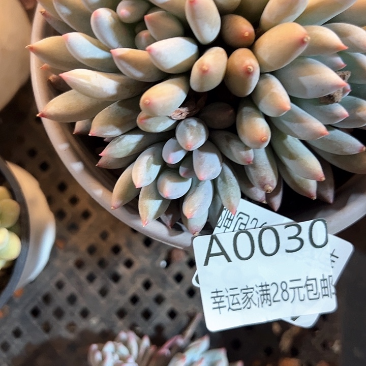 幸运的是我的朋友