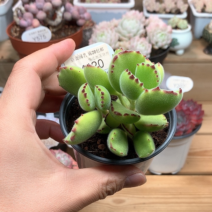 0420熊童子9.0厘米