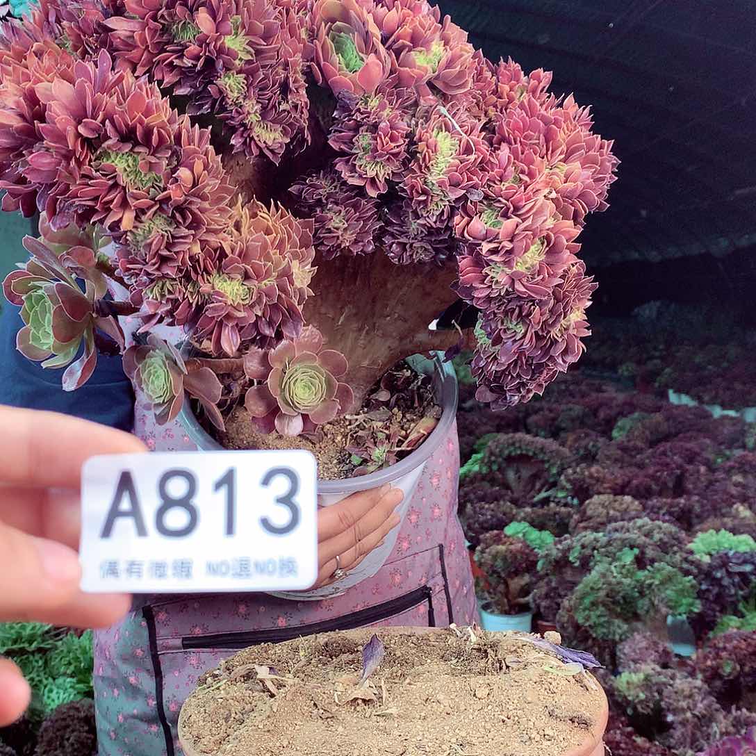 无花朵柒哥多肉法师不包侧断枝813