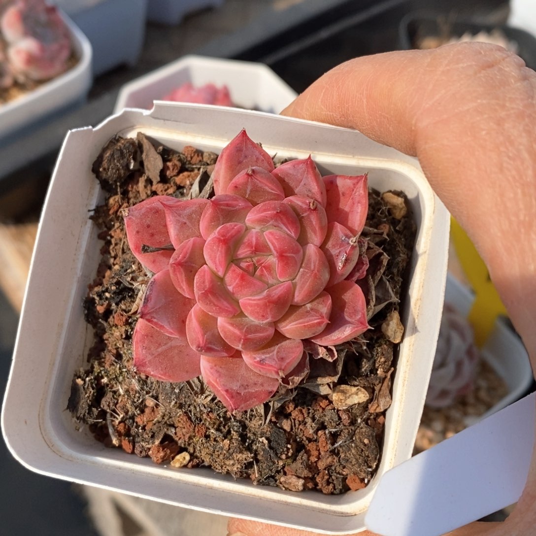 精品多肉一物一拍不包整701