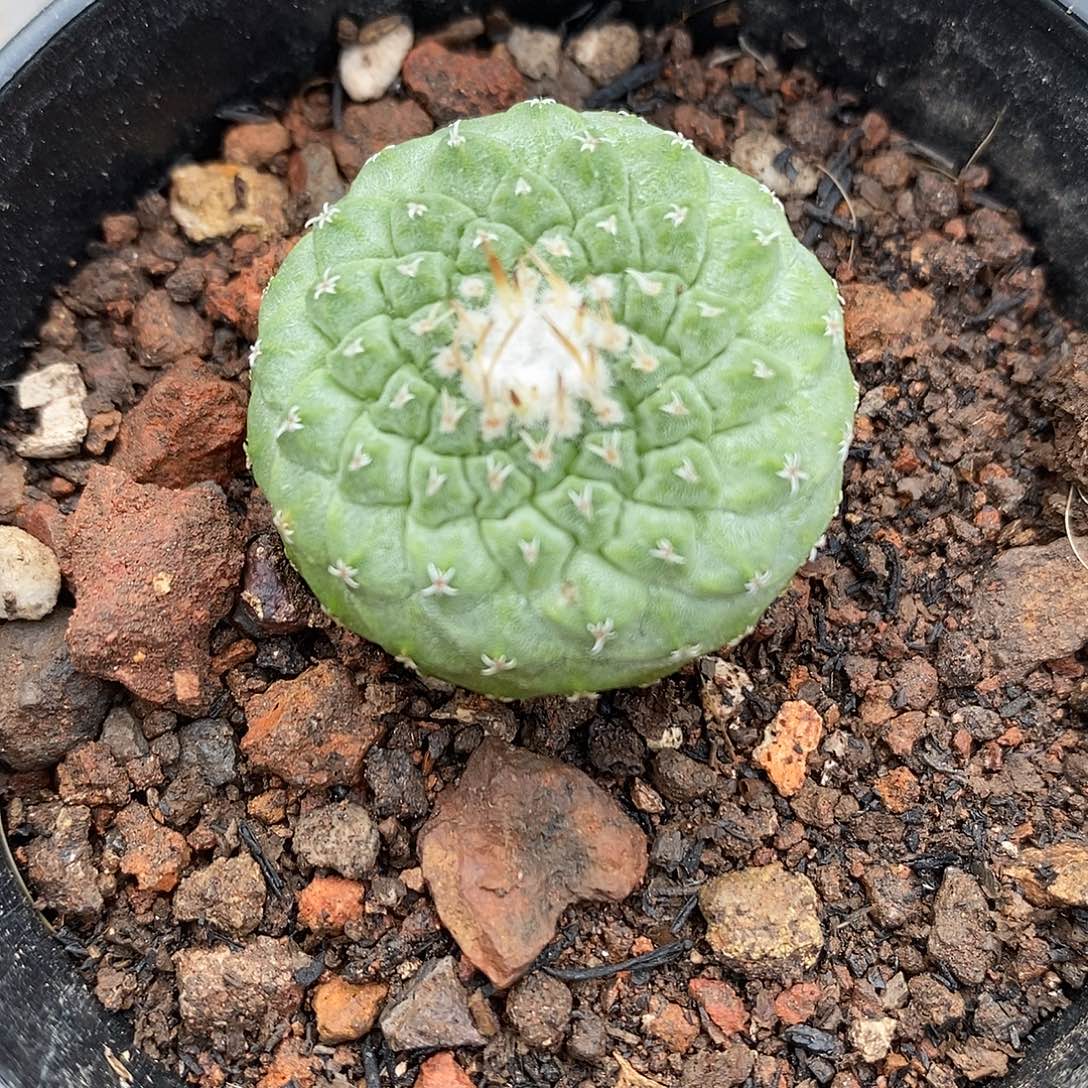 实生  菊水2.7公分左右一物一拍