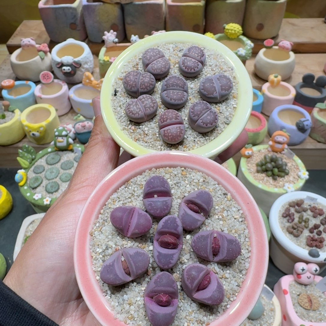 蘑菇1203红大内紫李多肉植物