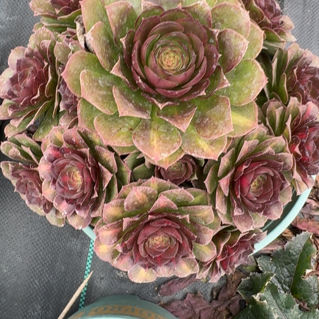 964抹茶多肉植物