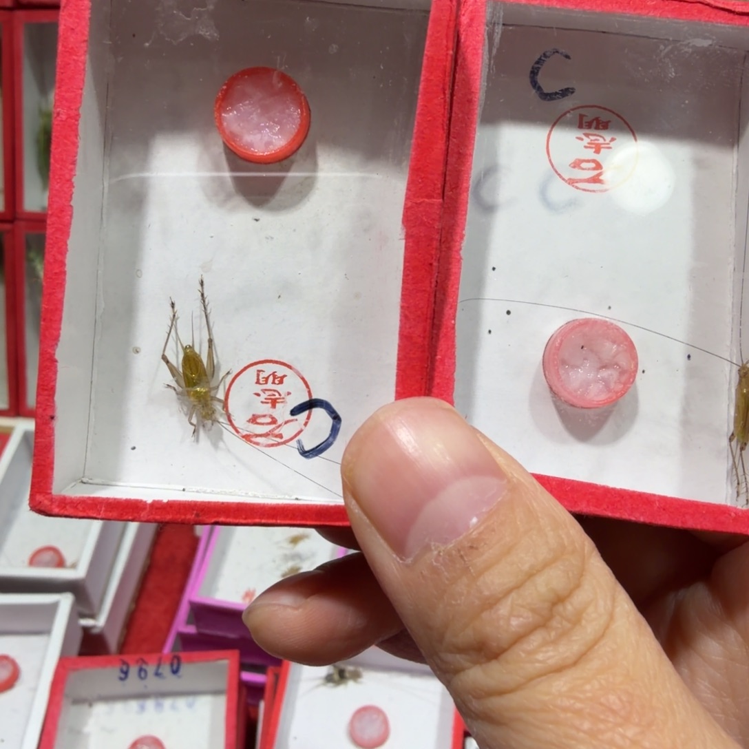 蟋蟀沪C两条包邮.