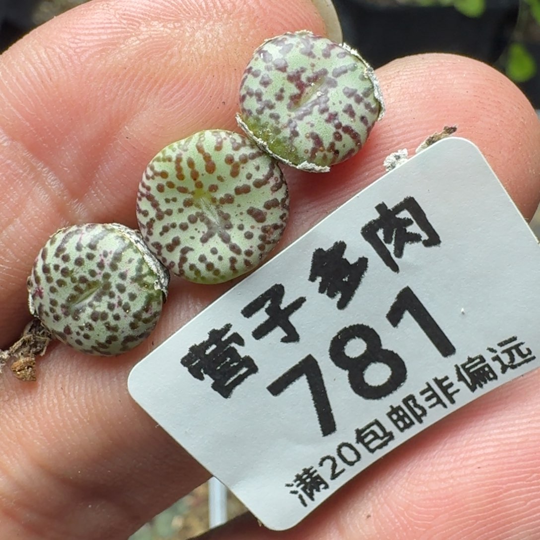 福利cR1306泡泡安贞。      
