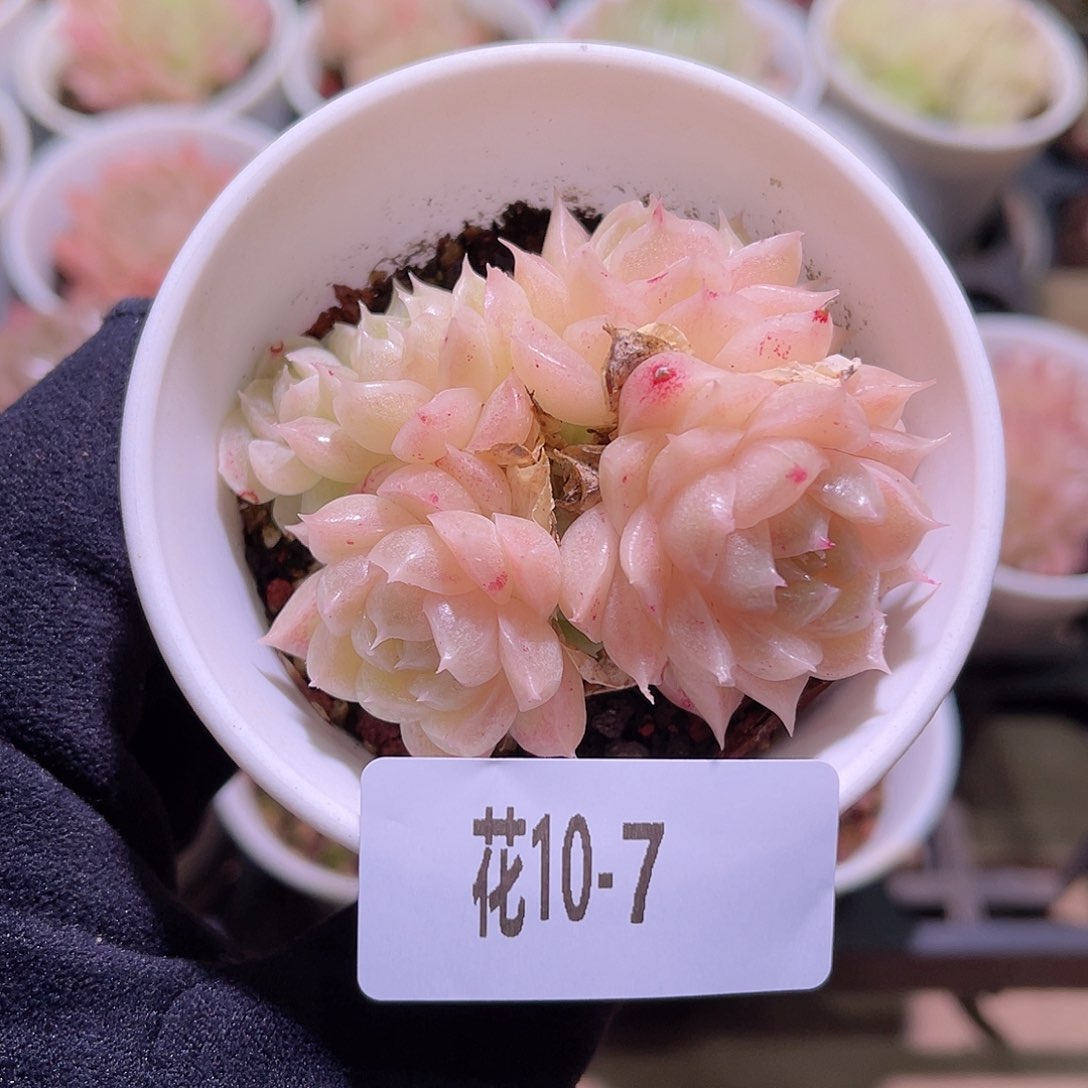 花利美10-7麦秆群