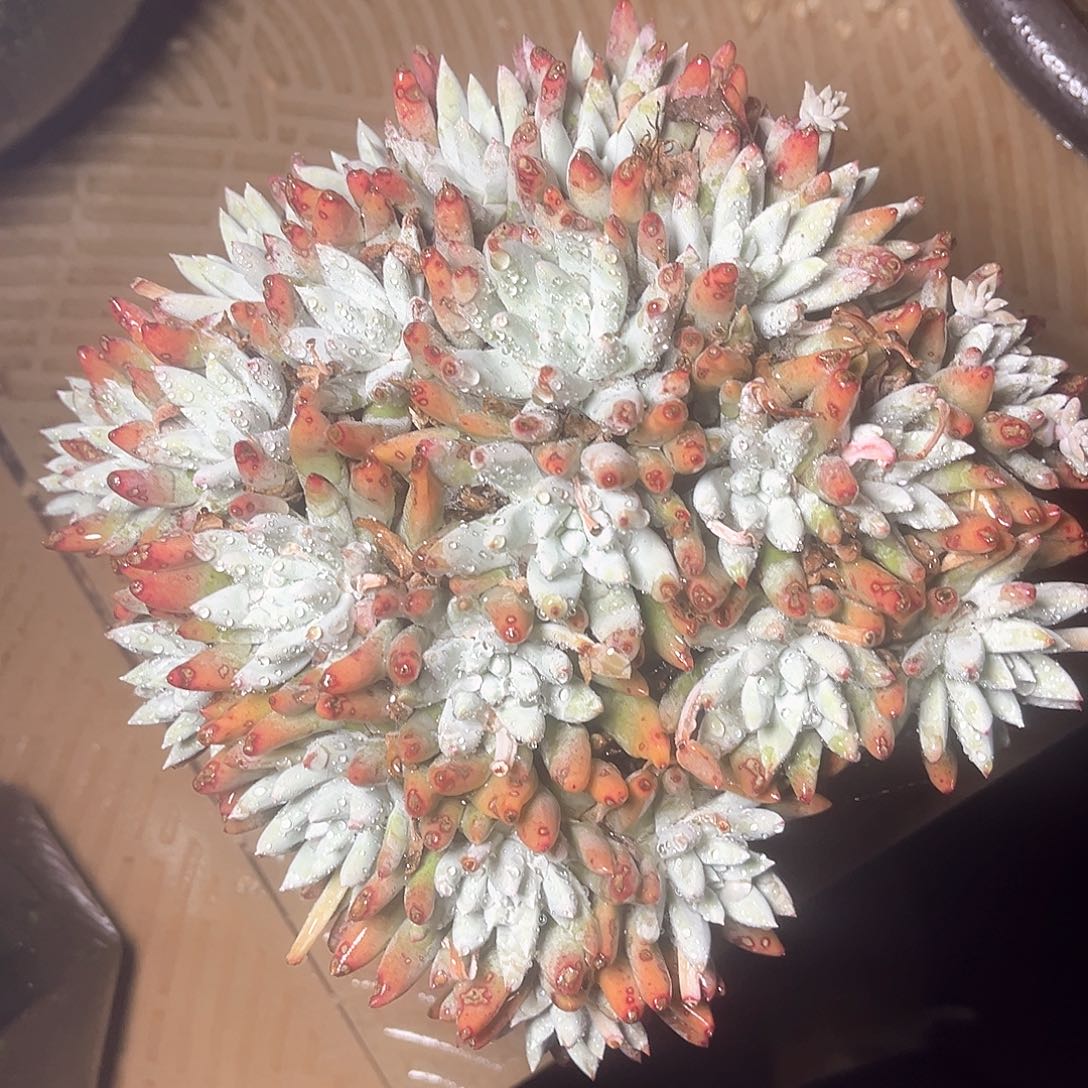 刘丹白菊杂了老桩