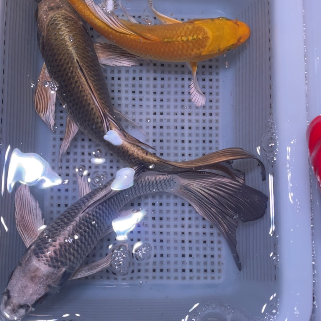 锦鲤锦鲤锦鲤锦鲤