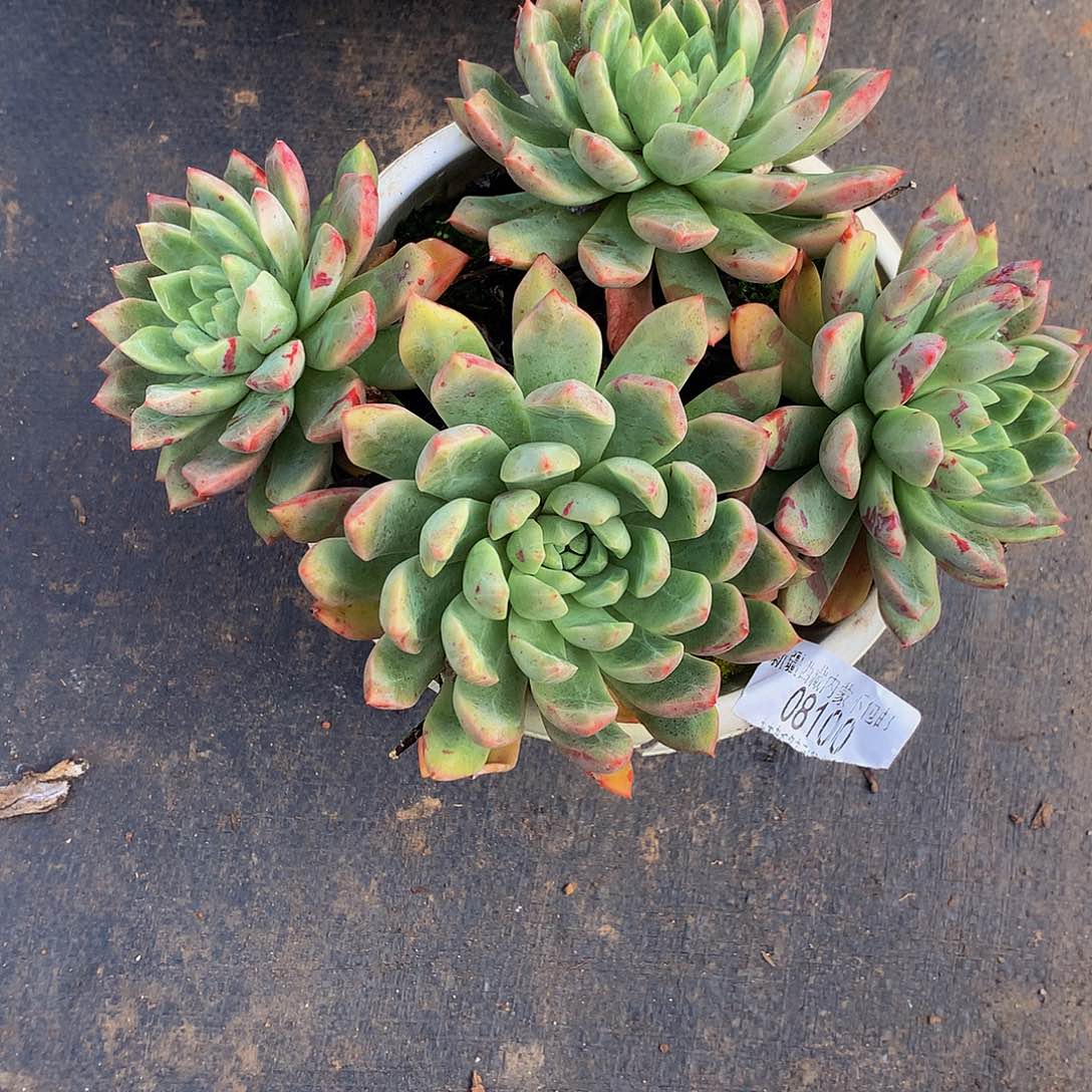 W***n      血燕多肉08100