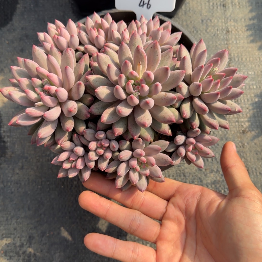 一物一拍车厘子大群46