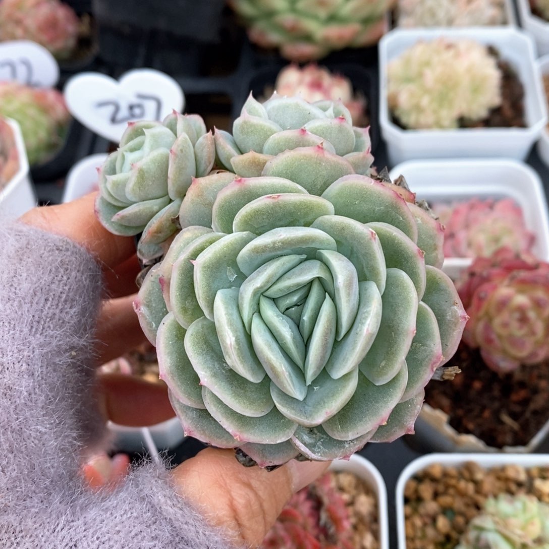 精品多肉一物一拍不包整120