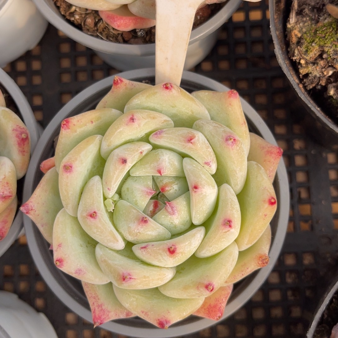 云尘多肉一物一拍1568