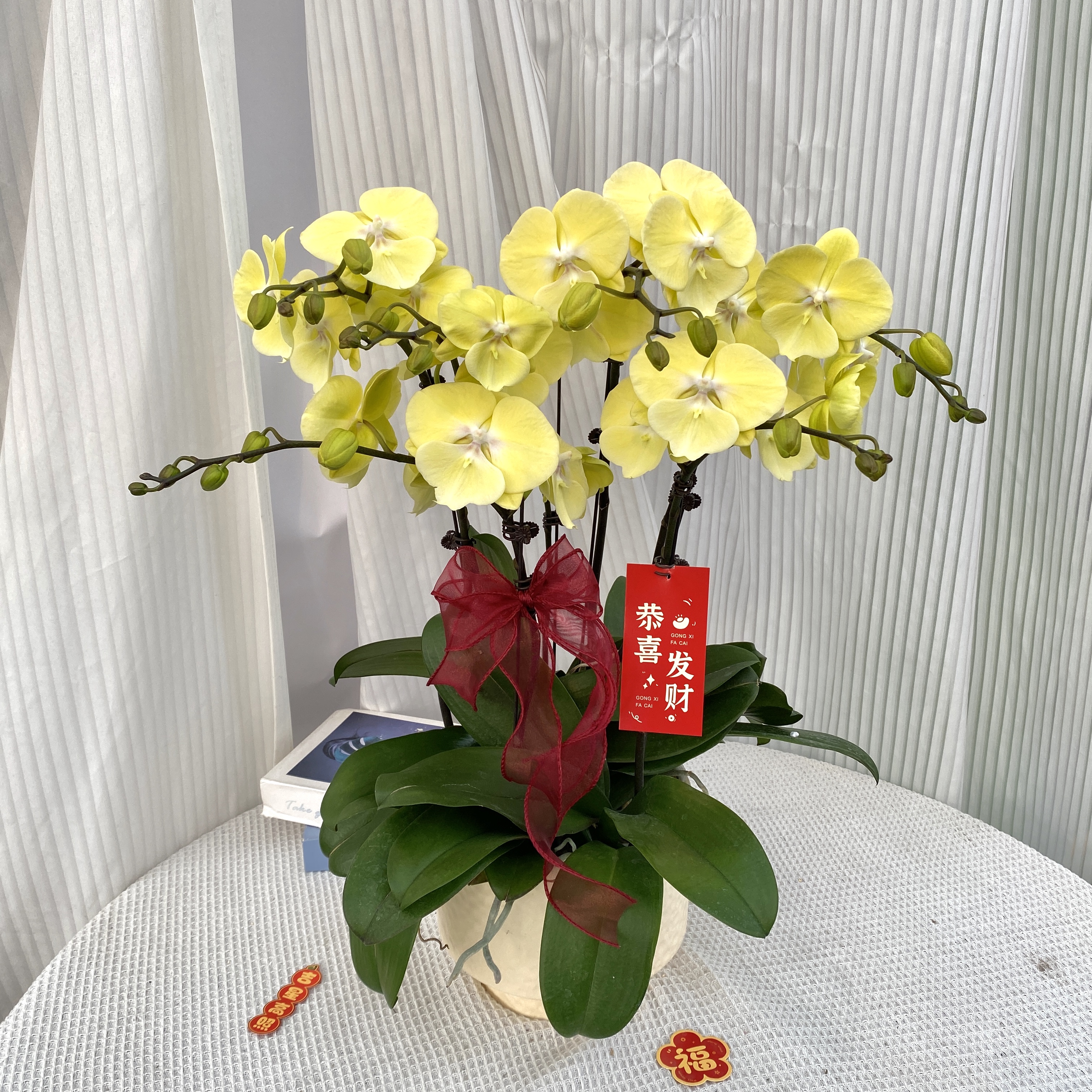 云舍精选<星月> 黄色系蝴蝶兰 鲜花绿植 带花带花苞 