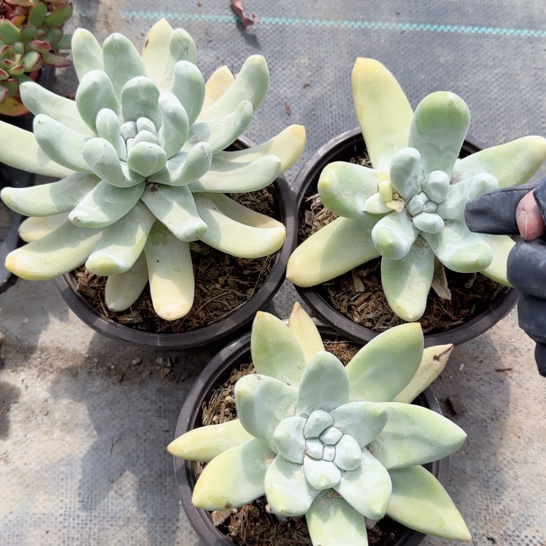 无花朵拇指老桩单头